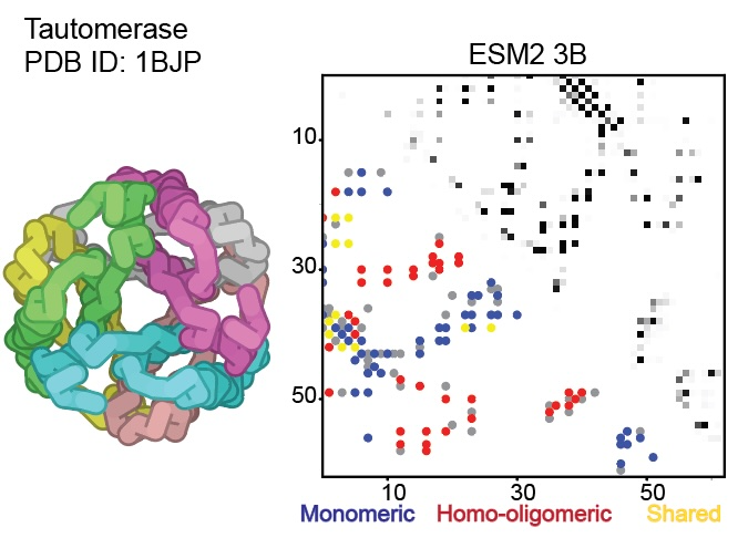 Understanding Emergence and Absence of Homo-oligomeric Contacts in Protein Language Models