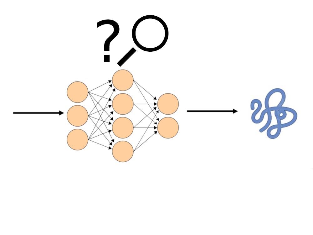 Interpretability study of protein language models